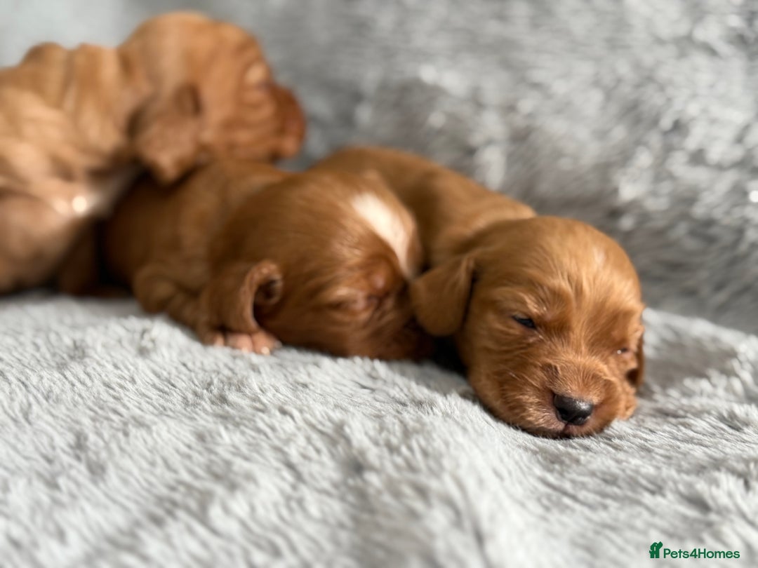 Cocker Spaniel dogs for sale: Gorgeous KC Working Cocker Spaniels- Health Tested - Image 5