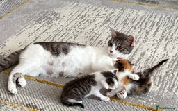 Mixed Breed cats for sale: Adorable Kittens Ready for Their Forever Homes!  - Image 1