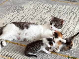 Mixed Breed cats - Advert 2