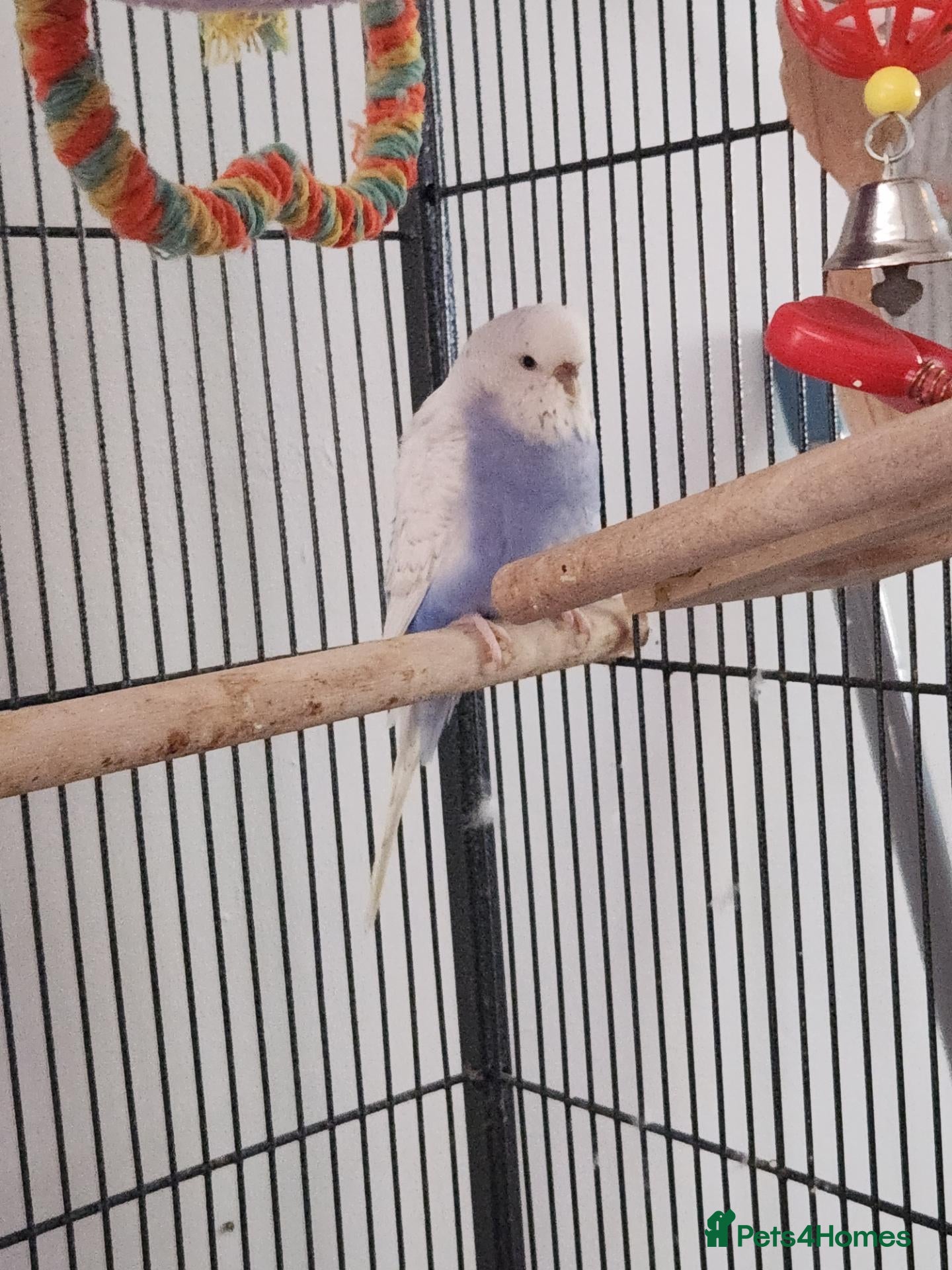 Budgerigars birds Beautiful talkative violet budgie  - Advert 1