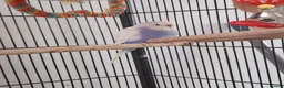 Budgerigars birds for sale: Beautiful talkative violet budgie  in Crook - Advert 1