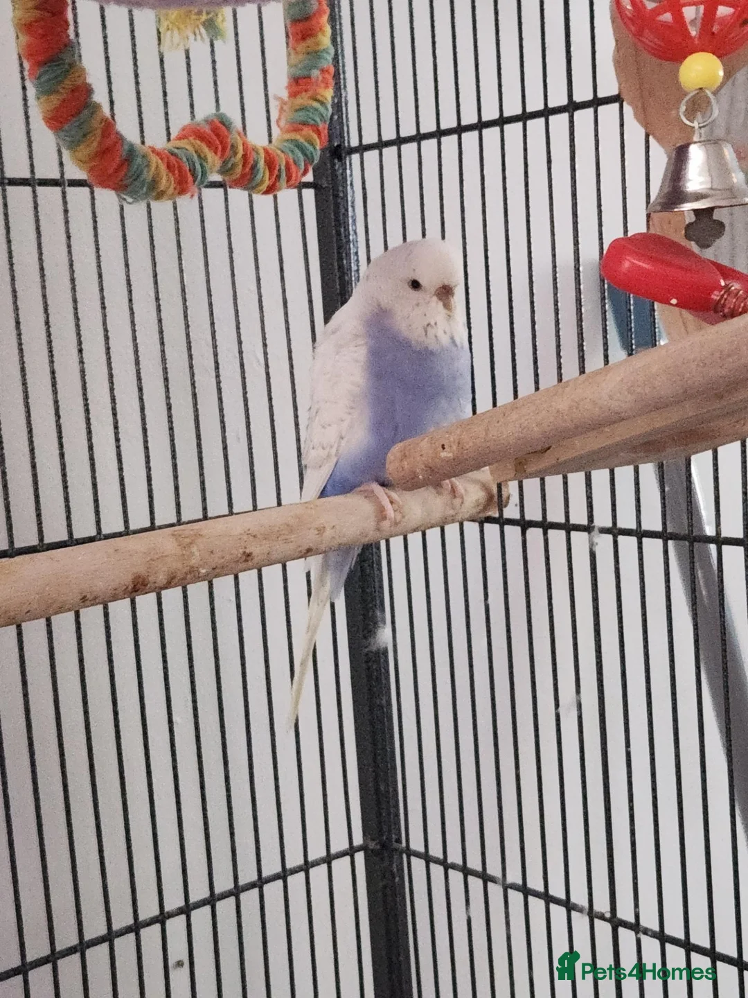 Budgerigars birds for sale: Beautiful talkative violet budgie  in Crook - Advert 1