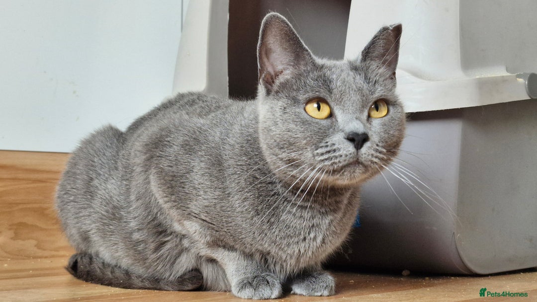 Chartreux cats for sale: Chartreux adult mum and daughter  - Image 9