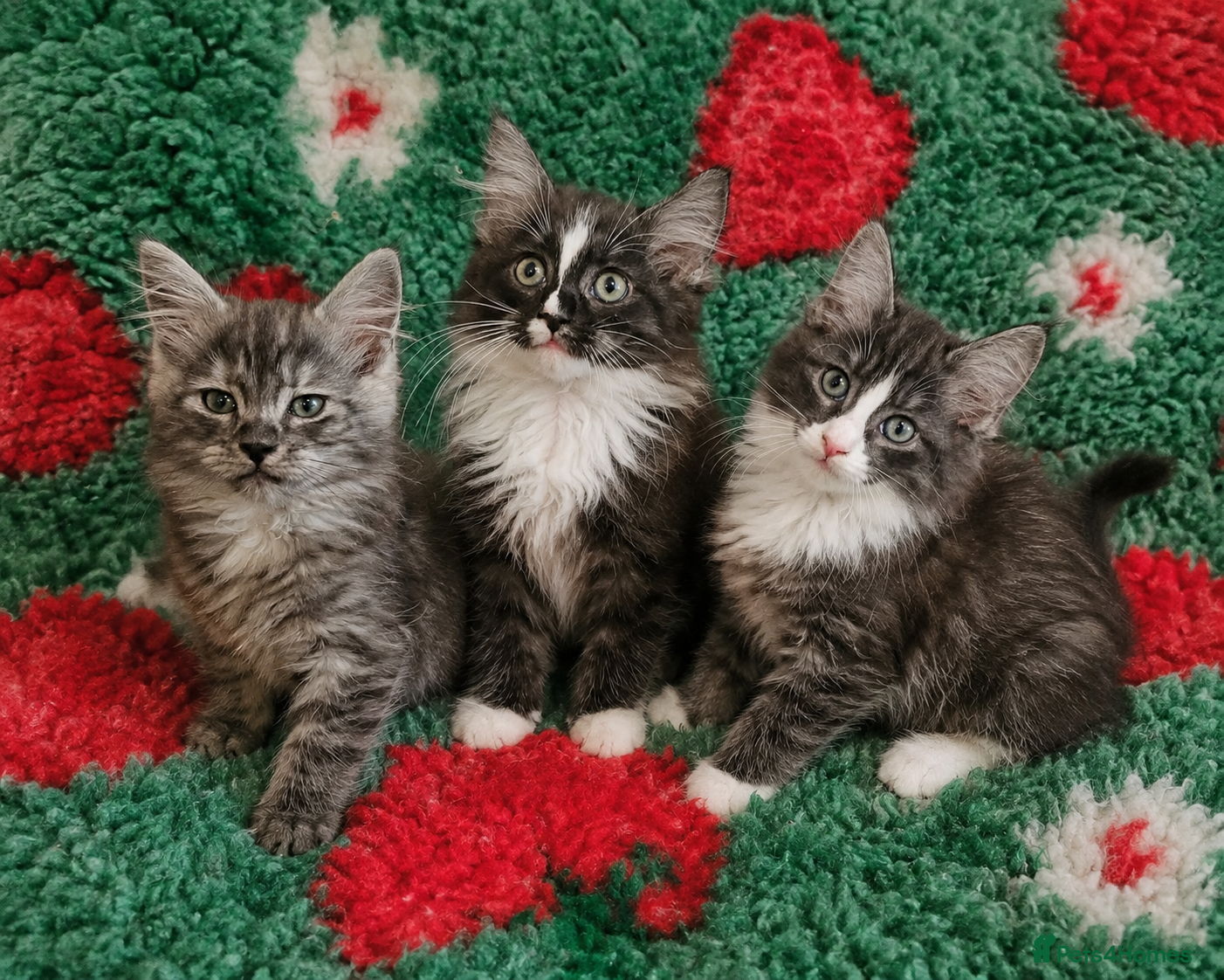 Ragcoon cats Fabulous mainecoon cross ragdoll - Advert 2