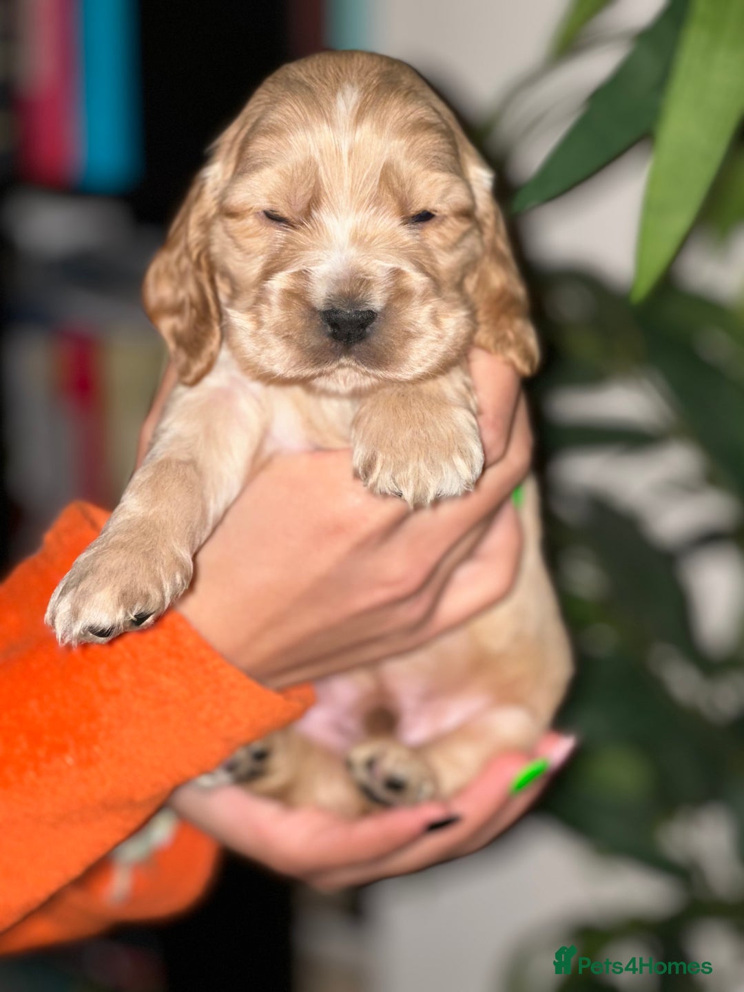 Cocker Spaniel dogs for sale: KC Stunning Golden Show-Type Cocker Spaniel  - Advert 12