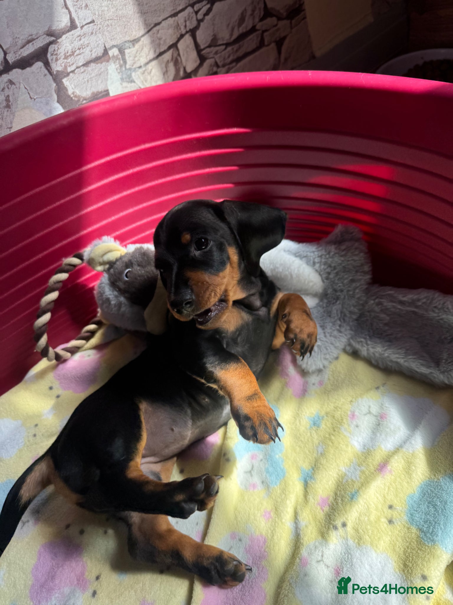 Dachshund dogs SOLD  - Advert 2