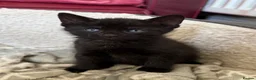 Bombay cats for sale: Beautiful Bombay x BSH Tuxedo Kittens in Bury - Advert 9