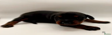 Dobermann 2