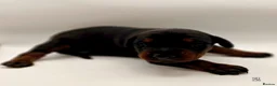 Dobermann dogs for sale: Doberman Puppies from Health Tested Parents - Advert 15