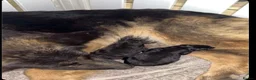 German Shepherd dogs for sale: TWO BEAUTIFUL GIRLS - Advert 3