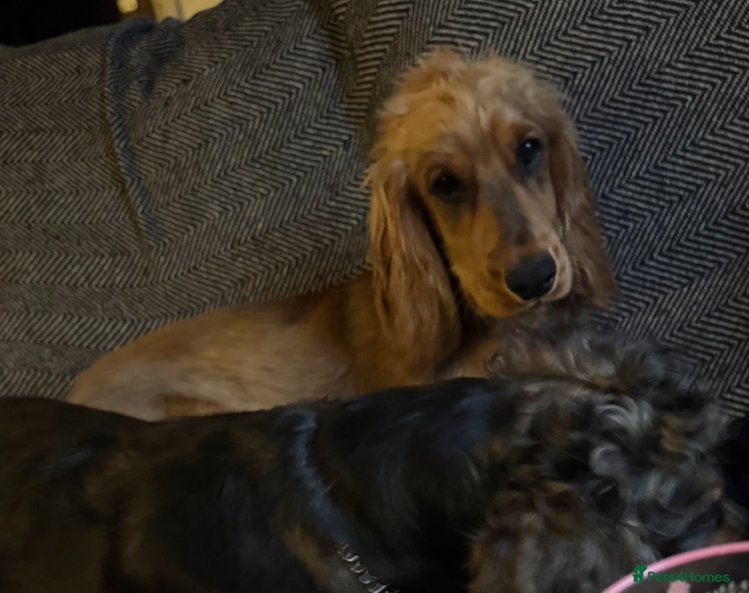 Cocker Spaniel dogs for sale: 2 x Show cocker spaniels (Red) - Image 7