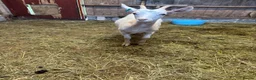 Goats livestock for sale: 2 Golden Guernsey Goats - Advert 9