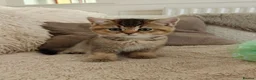 British Shorthair cats for sale: Beautiful Black Golden Shaded BSH kittens - Advert 5