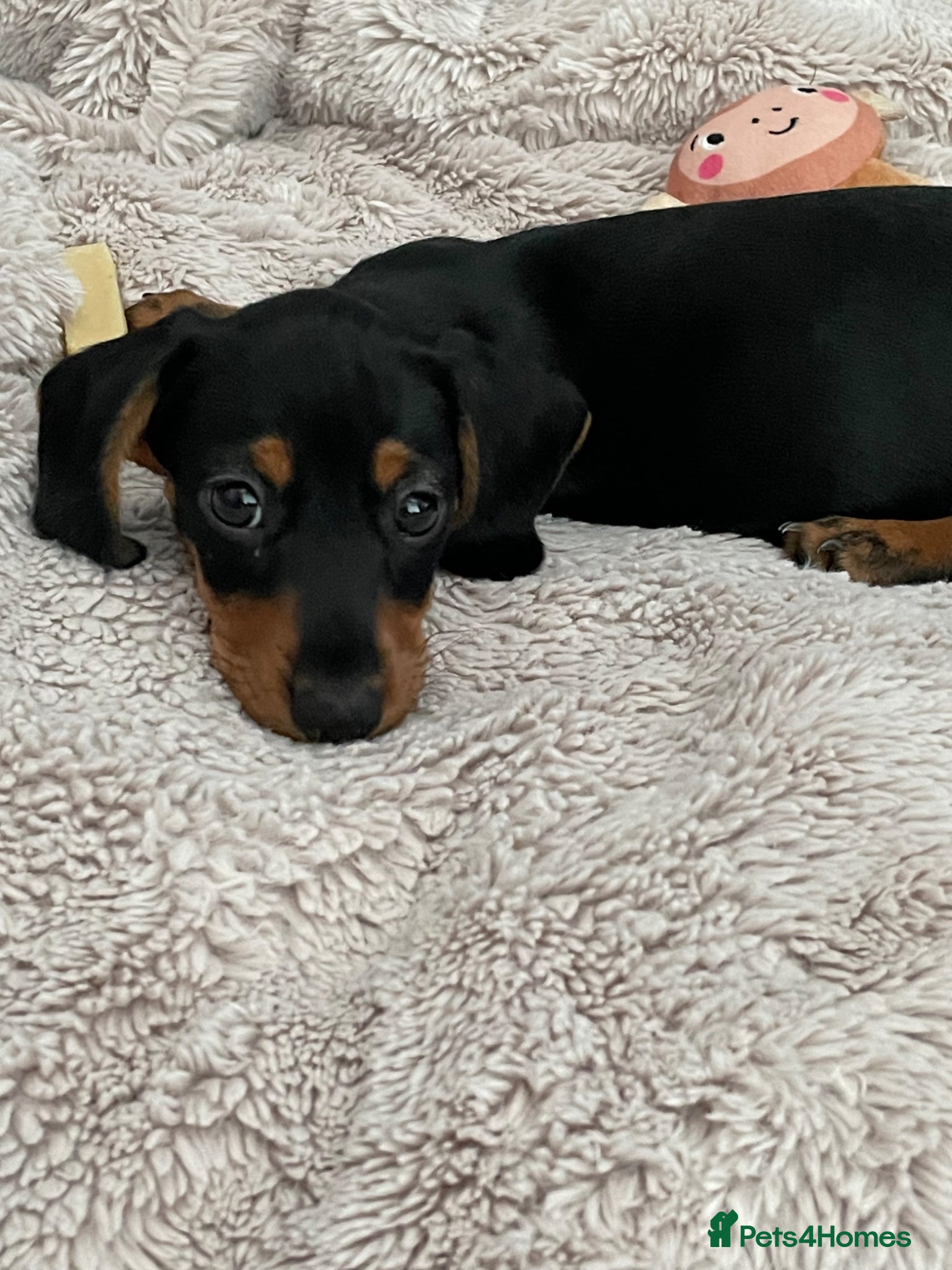 Miniature Dachshund dogs for sale: Female miniature dachshund for sale - Advert 4