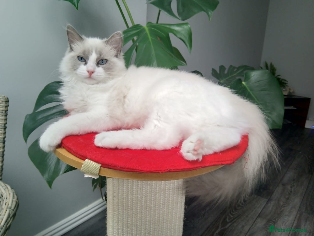 Ragdoll cats for sale: Blue mitted ragdoll kittens - Image 2