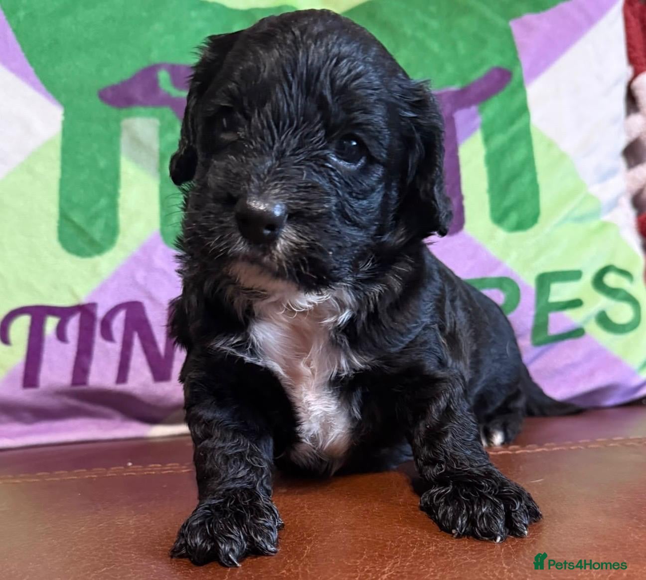 Cockapoo dogs for sale: F1 mini cockapoos 30 dna health tested clear  - Advert 1