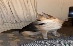 Shepsky dogs for sale: Bleu the shepsky - Image 2