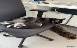 Mixed Breed cats for sale: female kitten for sale - Image 3