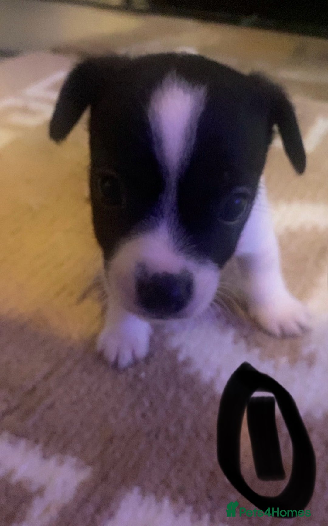 Jack Russell dogs for sale: Jack Russel pups  - Advert 2
