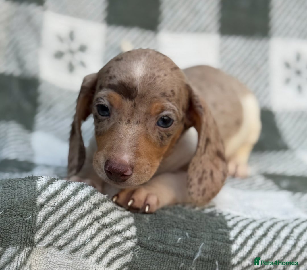 Miniature Dachshund dogs for sale: KC Reg Miniature Dachshund Puppies  - Image 7