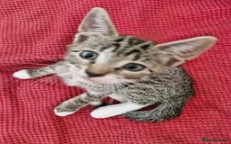 Siamese cats for sale: Siamese /balinese cross kittens - Image 7