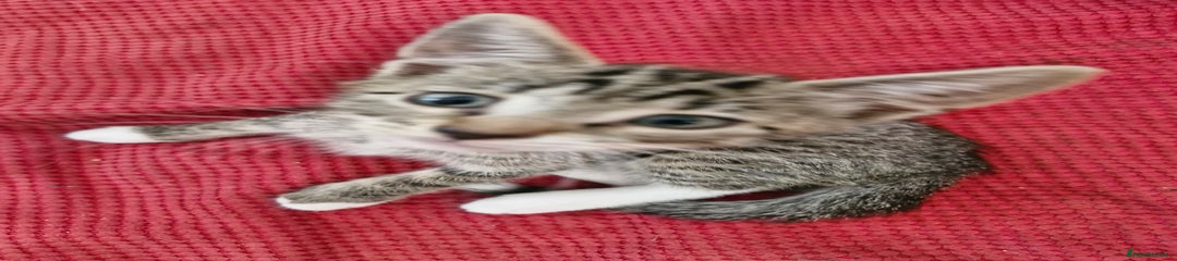 Siamese Kitten 2