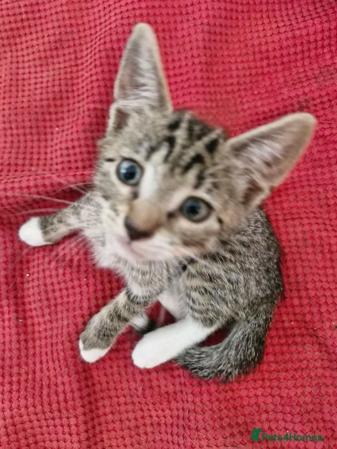 Siamese cats for sale: Siamese /balinese cross kittens - Image 7