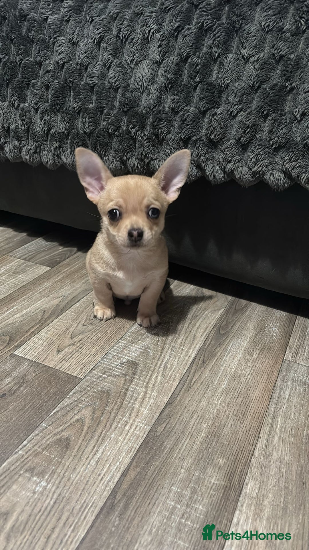 Chihuahua dogs for sale: STUNNING SMOOTH COAT CHIHUAHUA PUPPIES  - Advert 7