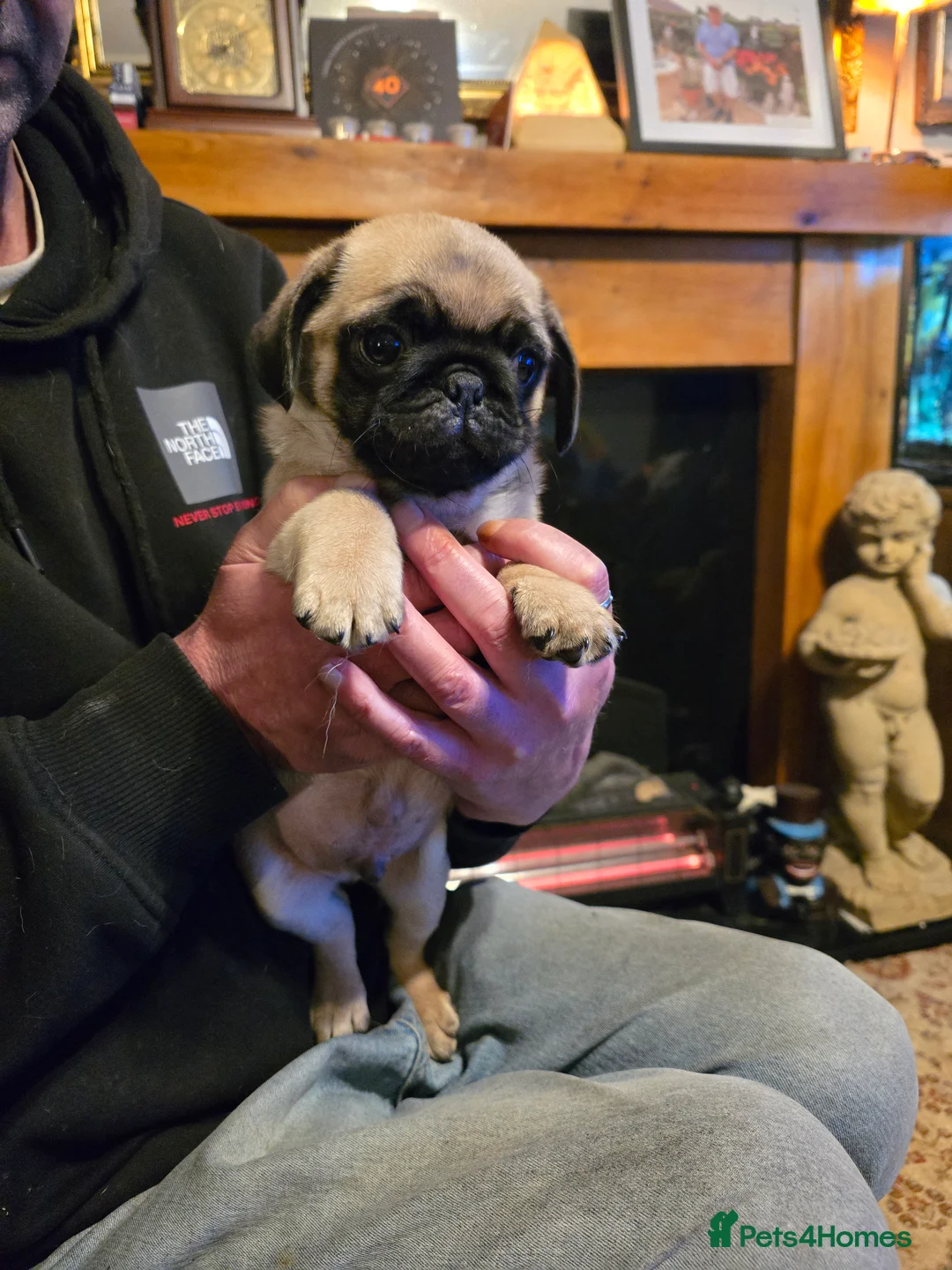 Pug dogs for sale: Baby Pugs for sale. in Newcastle - Advert 2