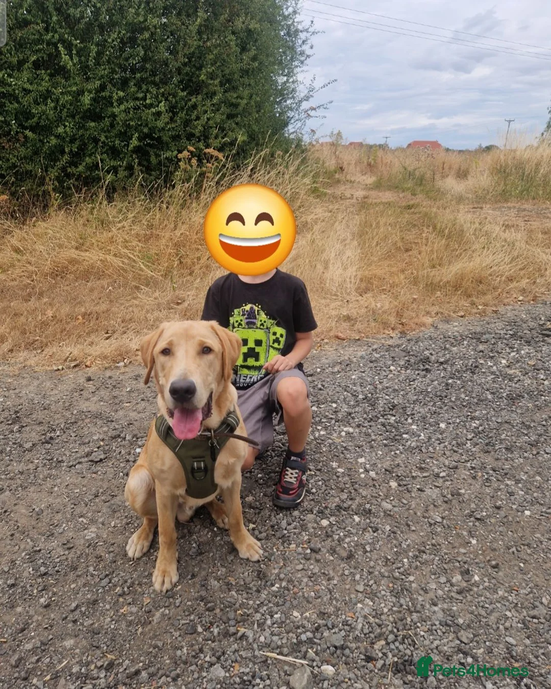 Labrador Retriever dogs for sale: 8 month old labrador  - Advert 1