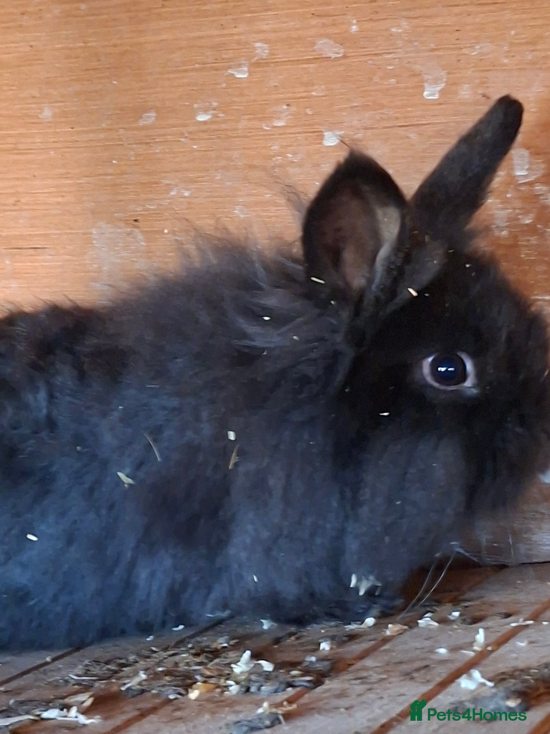 Mixed Breed rabbits for sale: Baby rabbits  - Advert 8