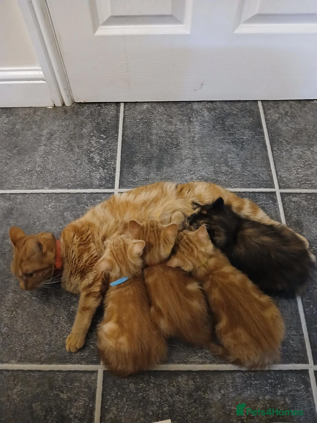 Mixed Breed cats for sale: Male ginger kitten - Advert 3