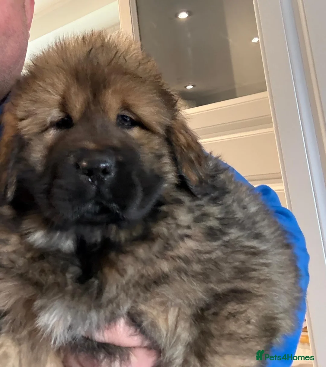 Tibetan Mastiff dogs for sale: Beautiful gold girl  - Advert 4