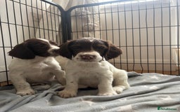 English Springer Spaniel dogs for sale: One beautiful boy left! - Image 1