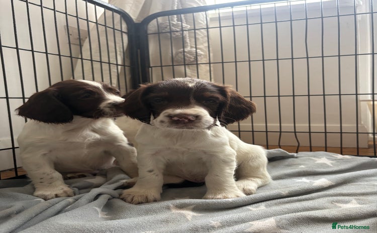 English Springer Spaniel dogs - Advert 12