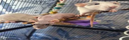 Rat rodents for sale: Five Exceptionally Friendly Dumbo rats  - Advert 8