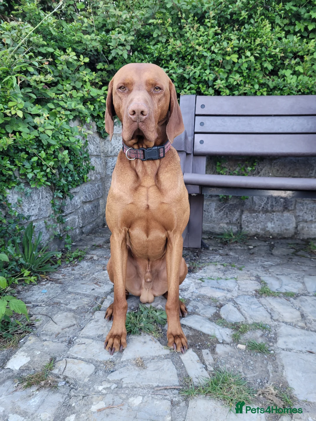 Hungarian Vizsla dogs for stud: PROVEN!!!championship blood line!!!! ❤️ in Llantwit Major - Advert 18