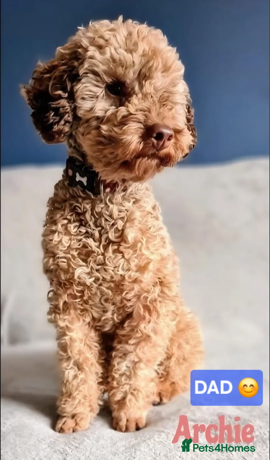 Toy Poodle dogs for sale: BEAUTIFULL BLACK TOY POODLES  - Advert 35