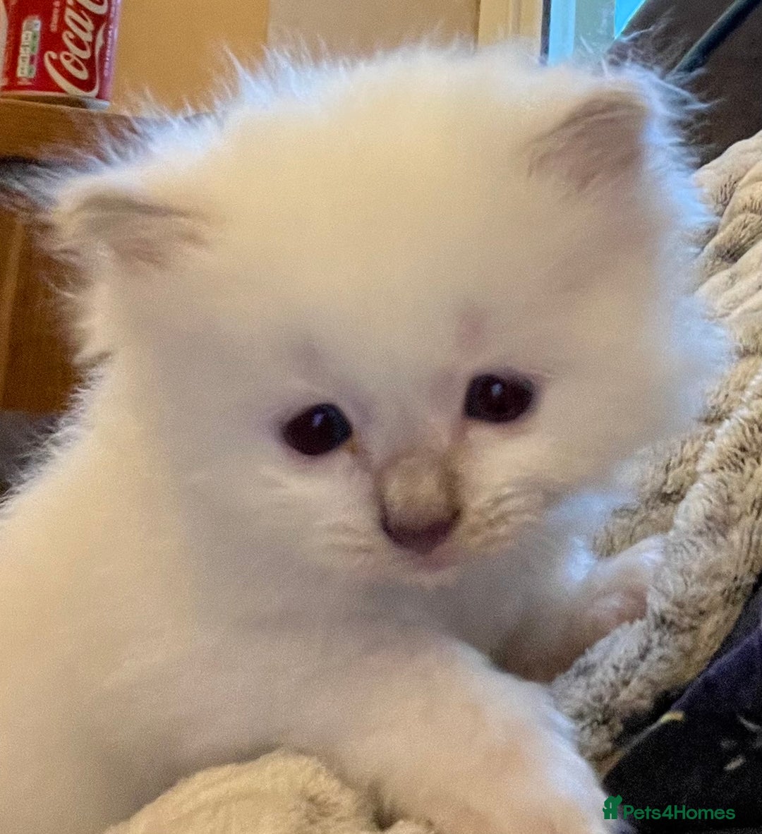 Ragdoll cats for sale: Gorgeous GCCF Ragdoll kittens - Image 1