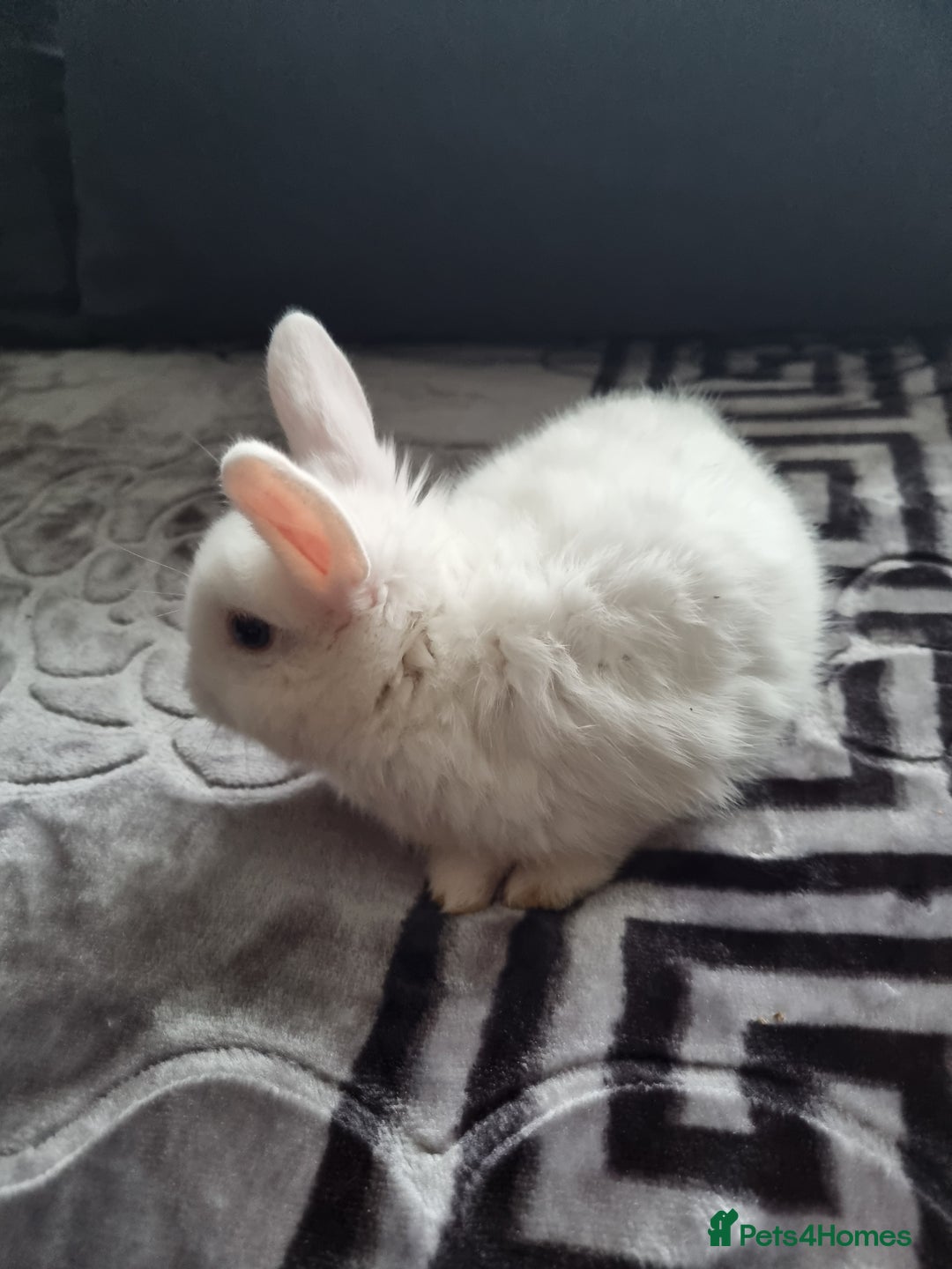 Mixed Breed rabbits for sale: Baby rabbits - Advert 3