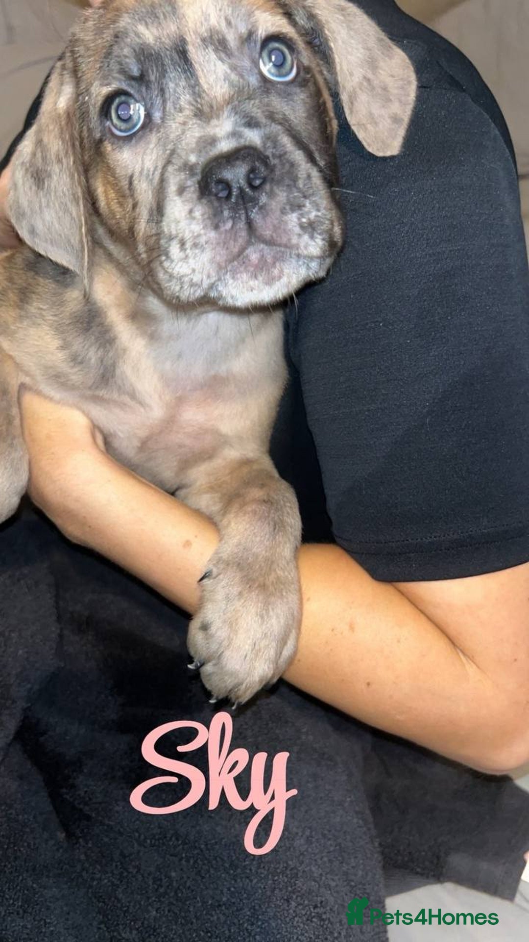 Cane Corso dogs for sale: Stunning puppies  - Advert 6