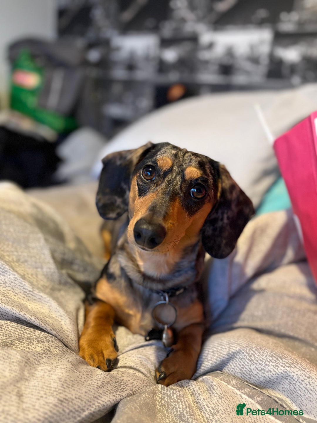 Miniature Dachshund dogs for stud: Miniature Dachshund for stud! - Image 2