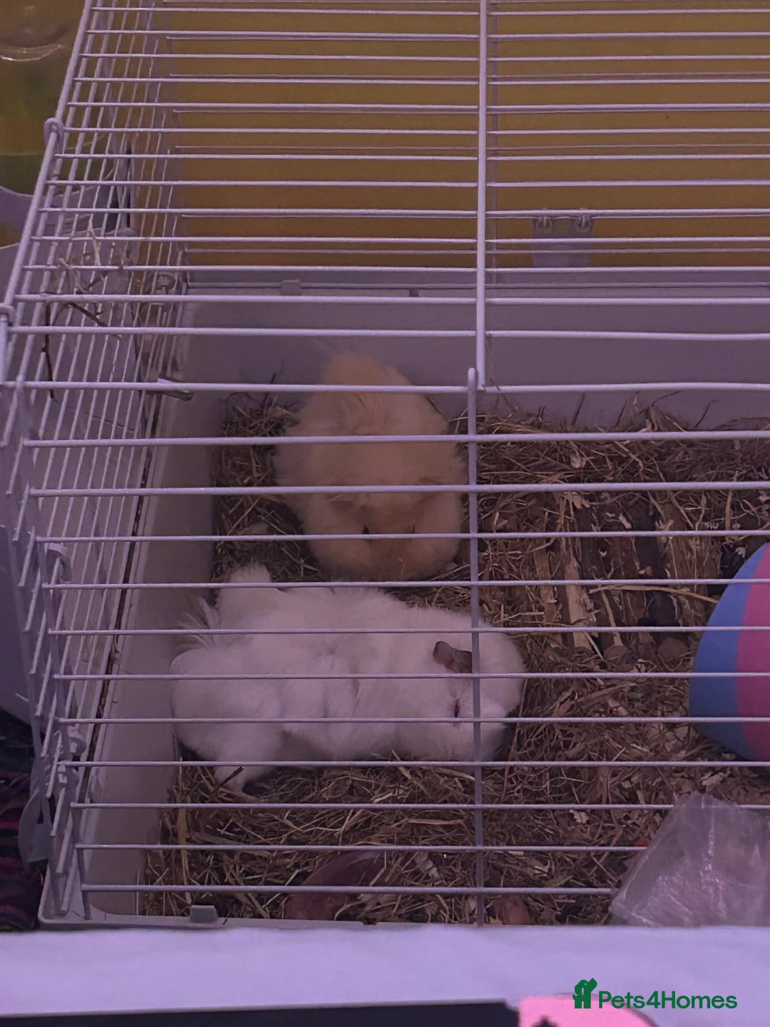 Guinea Pig rodents for sale: guinea pigs  in Paignton - Advert 2