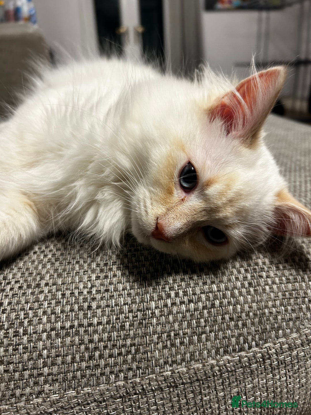 Ragdoll cats for sale: Beautiful Ragdoll Kittens  - Image 5