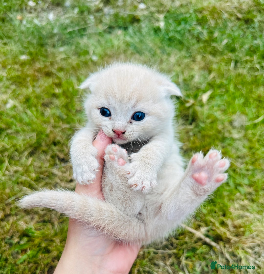 Scottish Fold cats for sale: Adorable Kittens Looking for Their Forever Homes🐾 - Image 14