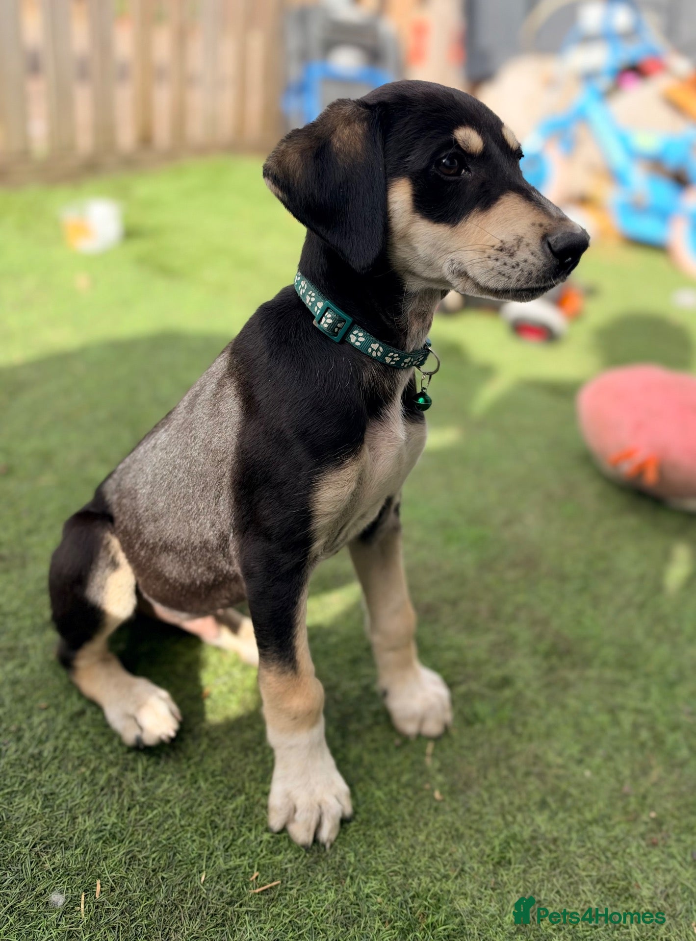 Mixed Breed dogs My last little boy left - Advert 2