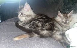 Maine Coon cats for sale: TICA registered Maine coon kittens  - Image 35