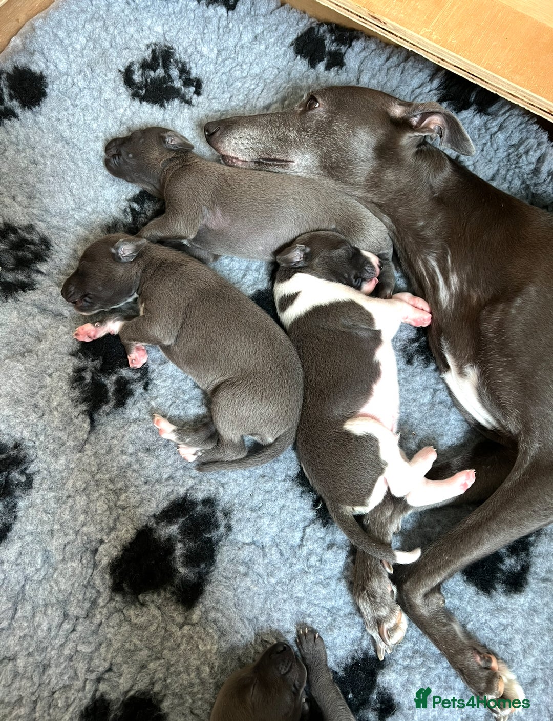 Whippet dogs for sale: 💙 Whippet Puppies – Beautiful Blue Litter 💙 - Image 13