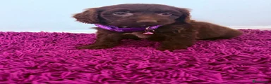 Cockapoo Puppy 1