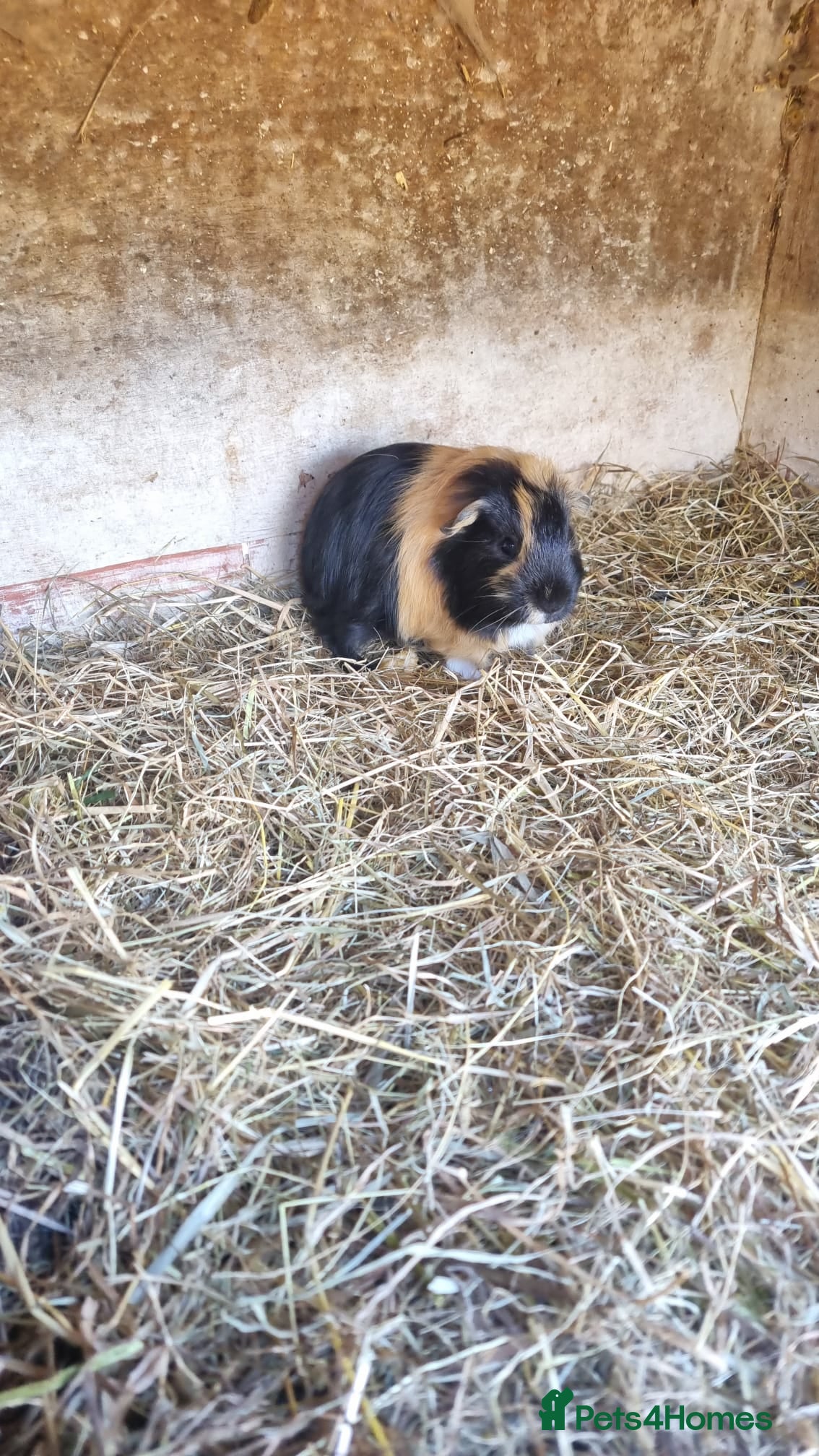 Guinea Pig rodents 4 young male guineapigs  - Advert 1
